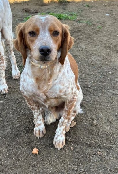 Pepper – der Vorsichtige