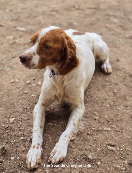 Nacho – der Sanfte