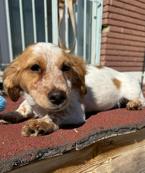 Mia Kokonimix Hündin ca. 4 Monate alt in Griechenland