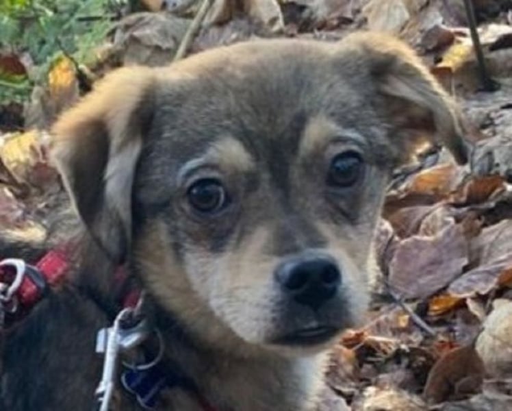 ♥HEDWIG♥ neu auf Pflegestelle bei Duisburg - süßes, verspieltes Welpenmädchen 33cm (wachsend)