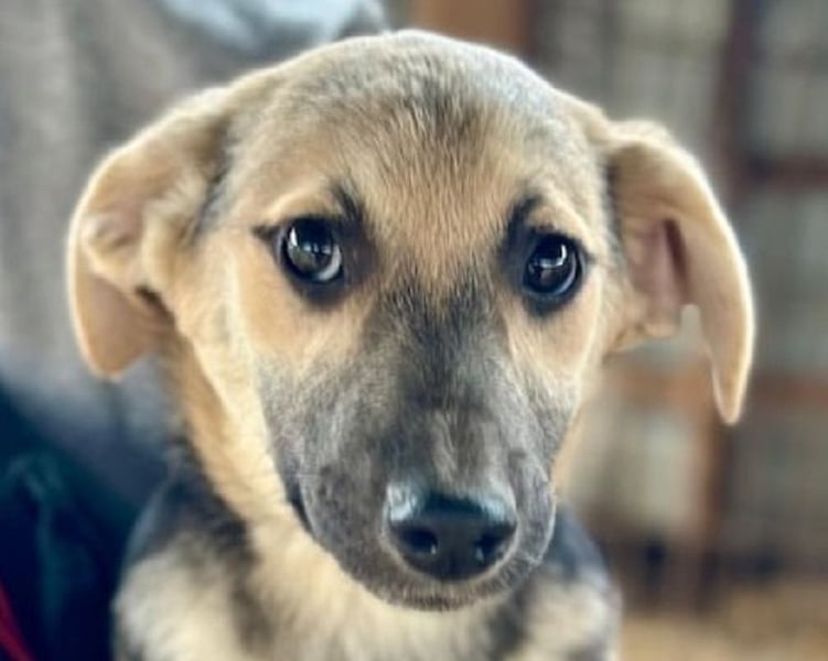 ♥DINA♥ ab 28. Feb auf Pflegestelle bei Köln-hübsches, liebes, verspieltes kleines Welpenmädchen 35cm