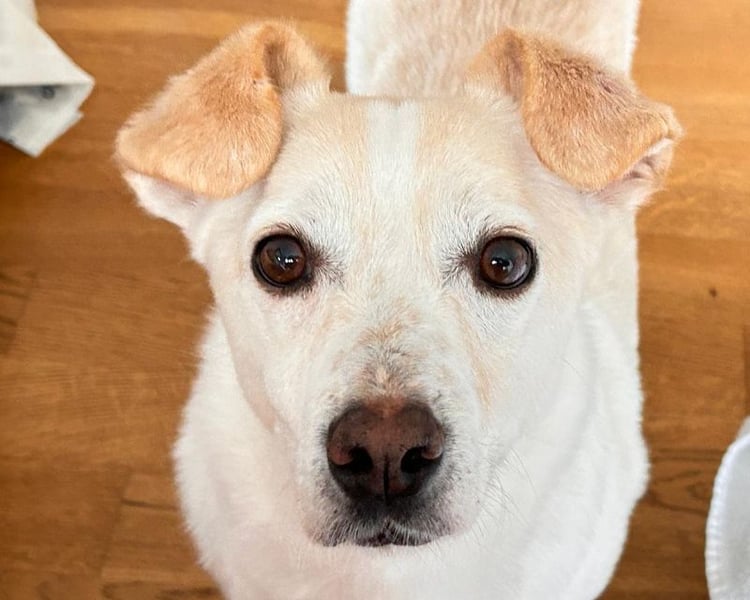 ♥MAMBO♥ auf Pflegestelle in Köln - verschmuster, anhänglicher kleiner Rüde 33 cm