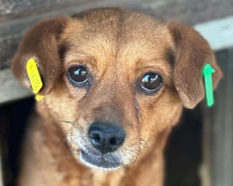 ♥MARILOU♥ zauberhafte, neugierige, noch unsichere Hündin, die sicher schnell Vertrauen fasst 40 cm