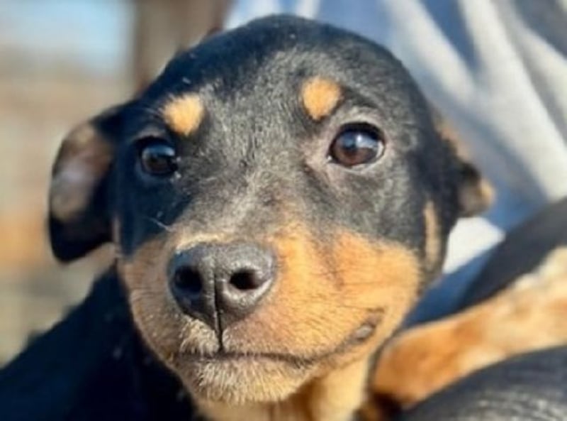 ♥HELI♥ zuckersüßes, verspieltes kleines Welpenmädchen 30 cm - wird mittelgroß