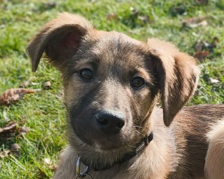 ♥TERESA♥ auf Pflegestelle bei Köln - zuckersüße, verspielte Welpin 38cm (wachsend)