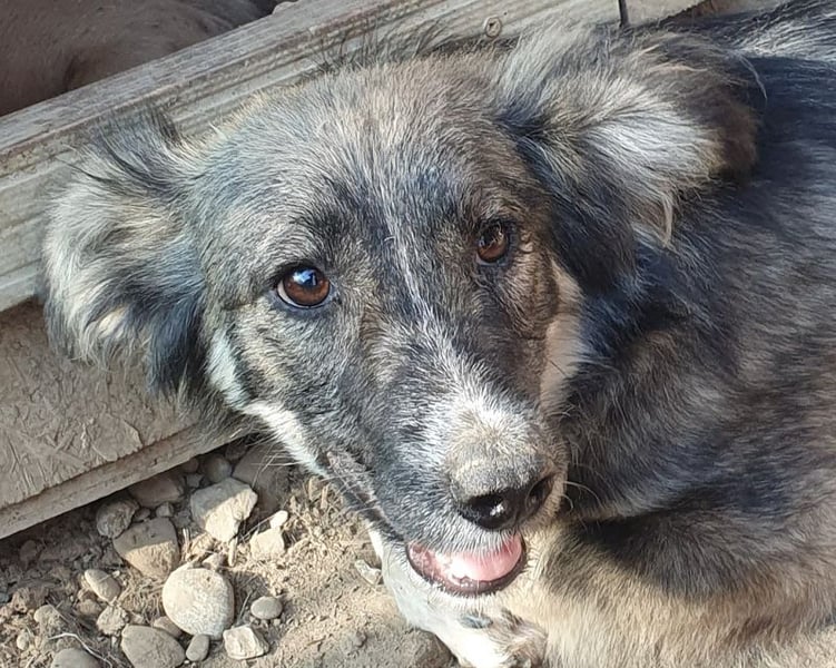 ♥RUDI♥ wunderschöner, süßer, noch vorsichtiger kleiner Junghund 35 cm