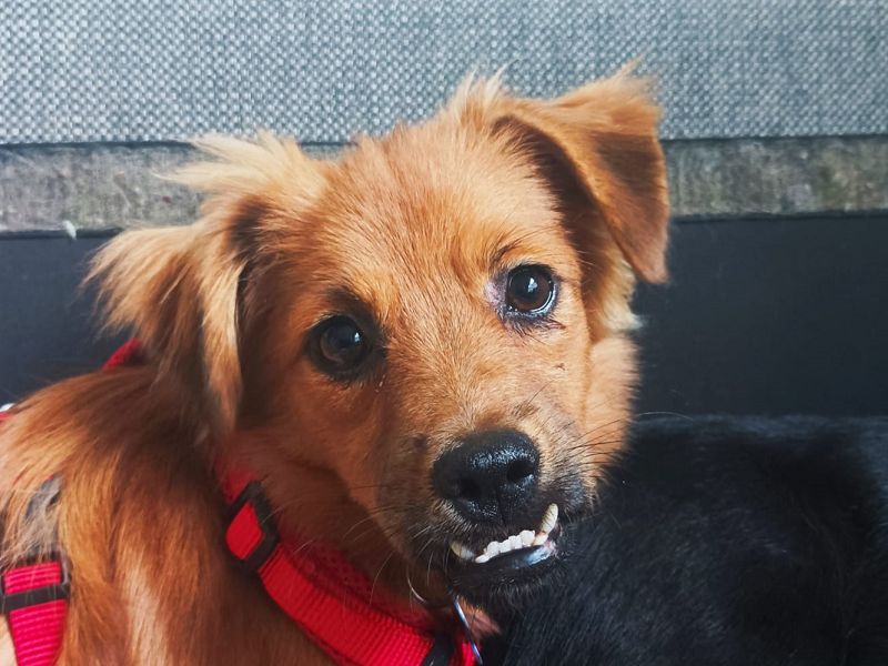 ♥EMMA♥ auf Pflegestelle bei Aachen - tolle kleine Juniorin mit dem süßen Unterbiss 36 cm (wachsend)