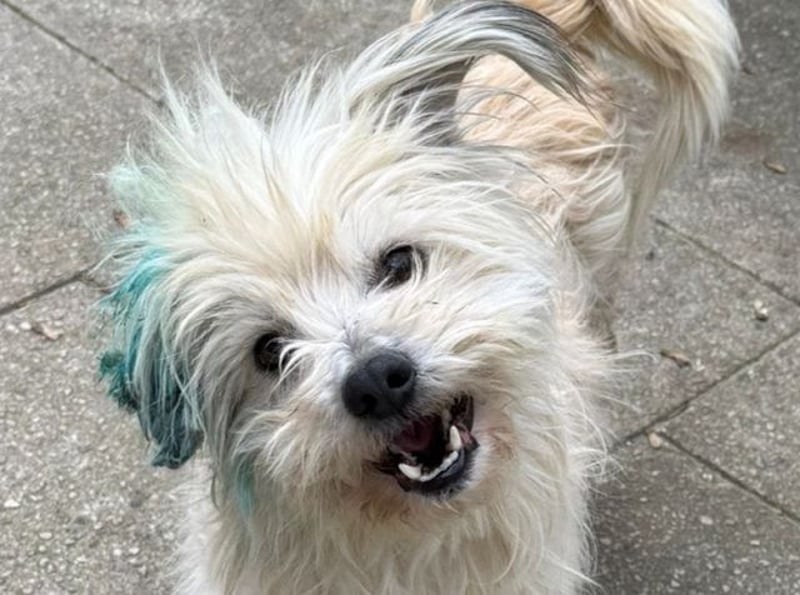 ♥YUMI♥ neu auf Pflegestelle bei Duisburg - süßer, sehr zutraulicher kleiner Wuschelmann 35cm