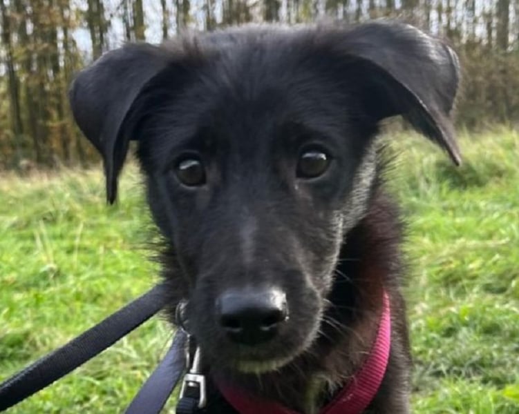 ♥CHICO♥ auf Pflegestelle in Köln - zuckersüßer, verschmuster, sanfter Junior 38 cm