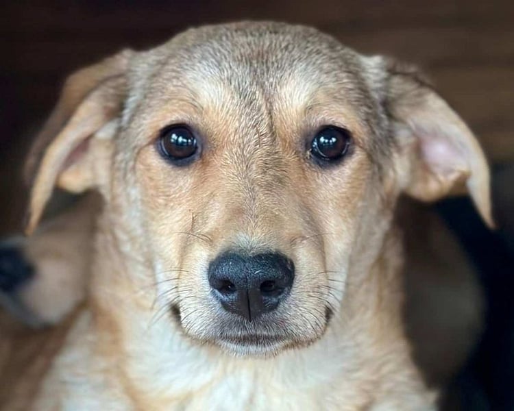 ♥DOTTY♥ ab 28. Feb auf Pflegestelle bei Köln - zauberhaftes, verspieltes kleines Welpenmädchen 35cm