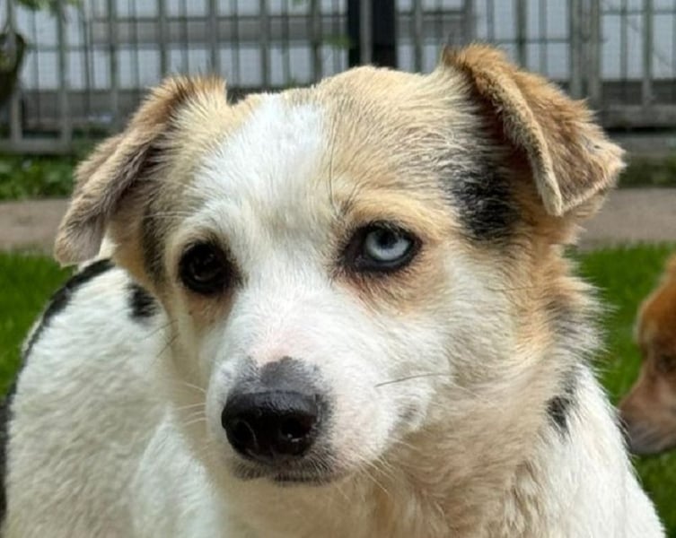 ♥TARA♥ neu auf Pflegest bei Köln-zarte,anfangs noch vorsichtige Hündin, die immer mehr aufblüht 30cm