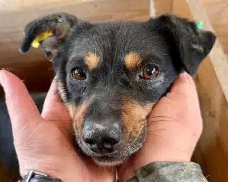 ♥OLIVER♥ süßer, zarter, lieber kleiner Rüde, der mit seinem kurzen Fell im Tierheim friert 40 cm