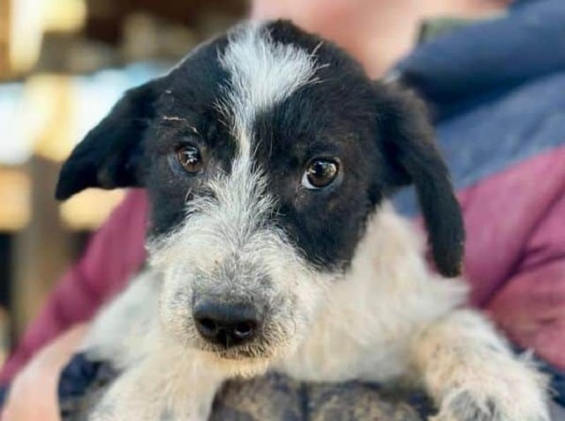 ♥ELSA♥ ab 14. Feb auf Pflegestelle bei Köln - niedliche, verspielte Welpin 25-30cm - bleibt klein