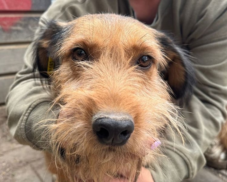 ♥FORREST♥ sensibler, sanfter, noch zurückhaltender kleiner Schatz 38 cm