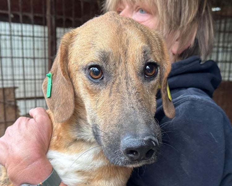 ♥PIET♥ niedlicher, hübscher gestromter, noch unsicherer, ruhiger kleiner Rüde 33 cm