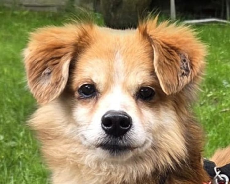 ♥PAULI♥ neu auf Pflegestelle in Bochum - süßer, unkomplizierter Schmusehund mit längerem Fell 30 cm