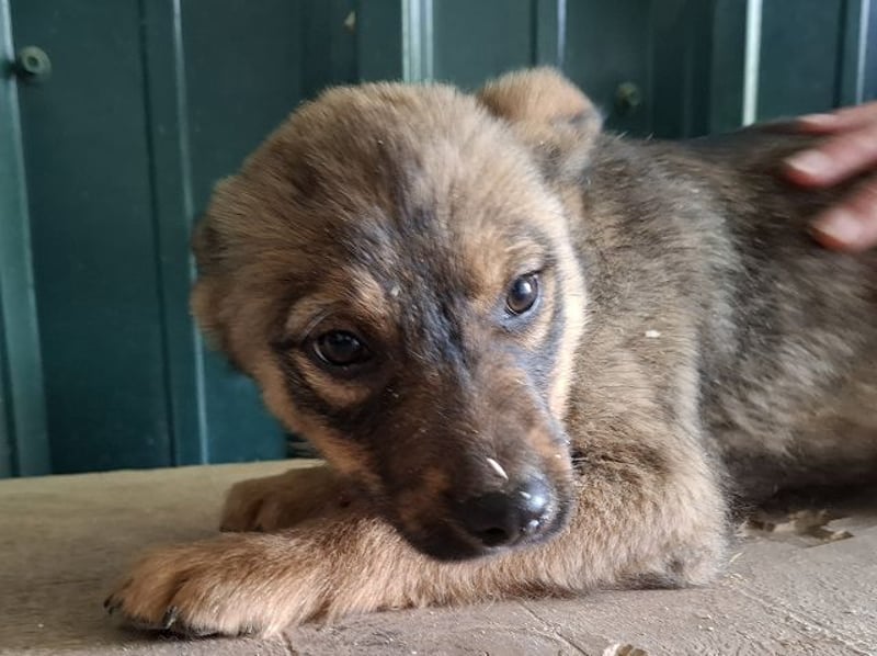 ♥TAPSI♥ zuckersüßes, verspieltes, noch etwas unsicheres Welpenmädchen 32 cm (wachsend)