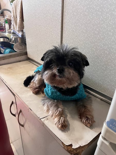 Kleiner Tierschutzhund Dan ❤️ mit großem Charakter sucht sein Zuhause