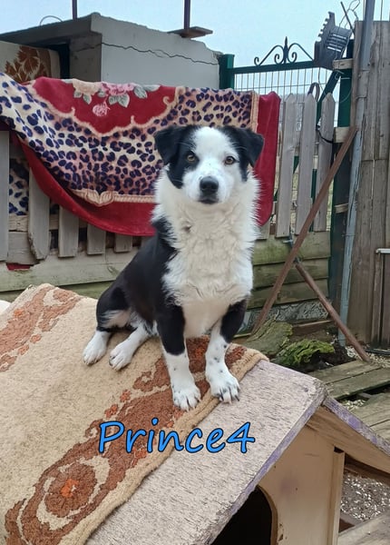 Prince4 geb. 03/2025 (GRC) - schüchterner, kleiner Sonnenschein sucht ein Für-immer-Zuhause!