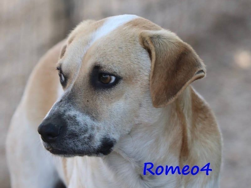 Romeo4 08/2022 (GRC) - schüchterner Schatz sucht Menschen mit großem Herz!