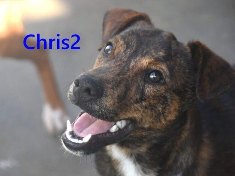 Chris2 geb. 03/2025 (ESP) - kleiner, fröhlicher Hundemann sucht seine Familie!