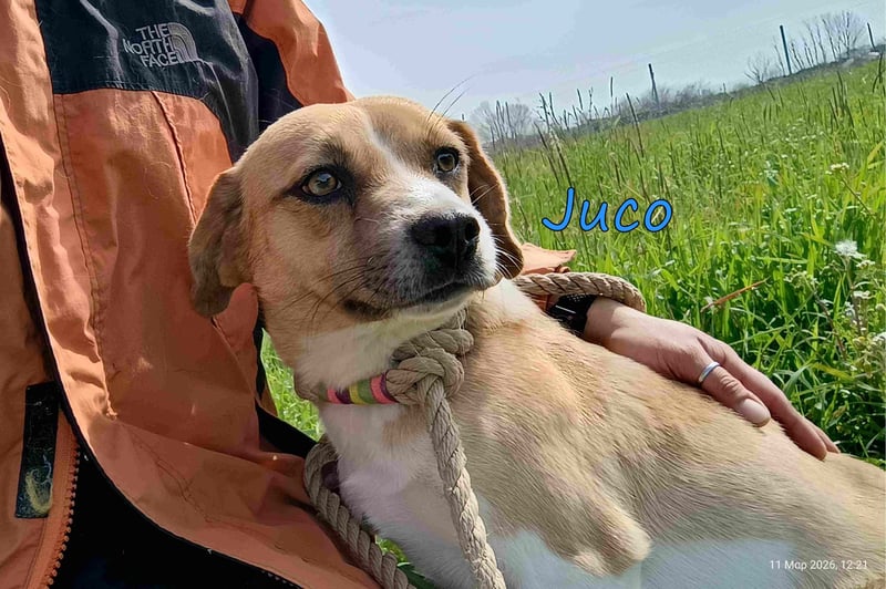 Juco geb. 08/2024 (GRC) - ruhiger, sozialer und liebenswerter junger Mann sucht ein Zuhause!