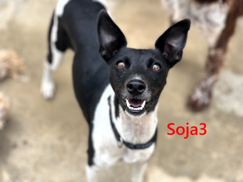 Soja3 geb. 06/2024 (ESP) - verschmuste und menschenbezogene kleine Hündin!