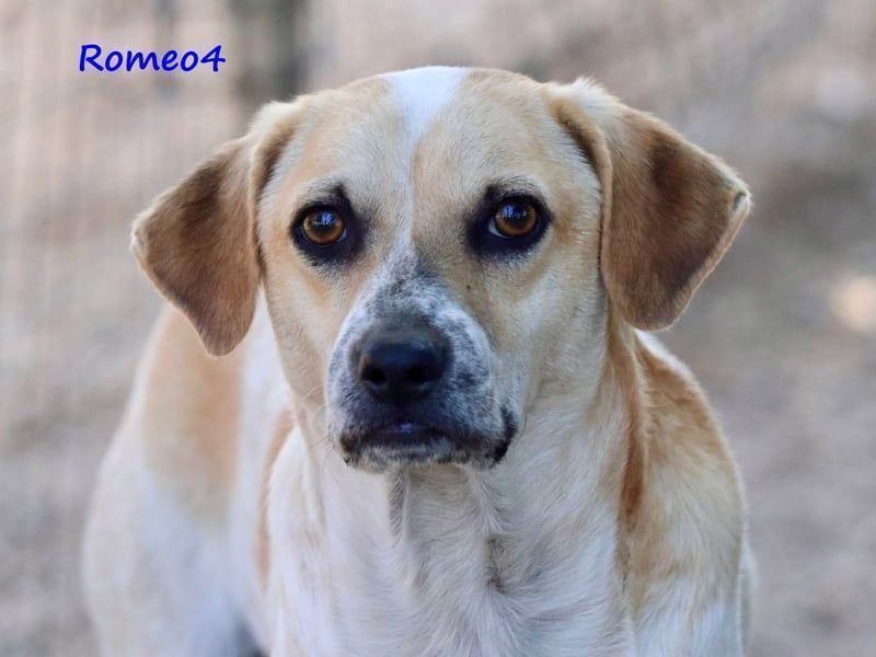 Romeo4 08/2022 (GRC) - schüchterner Schatz sucht Menschen mit großem Herz!