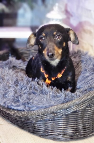 Pimpf ist lebenslustig und neugierig (76327 Pfinztal)