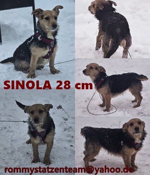 Sinola ist eine intelligente Hündin