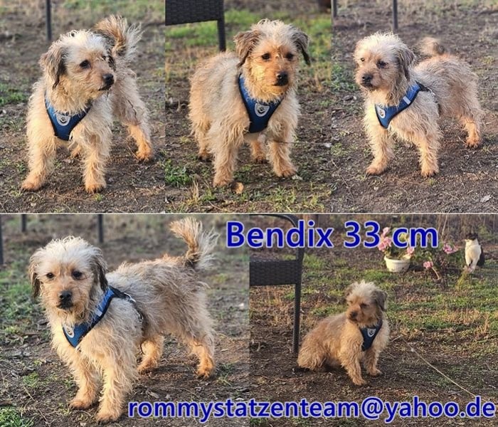 Bendix hat ein fröhliches Wesen