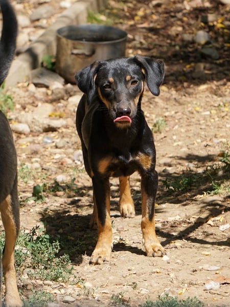 niedliche SMILLA - sucht ihren Herzensmensch
