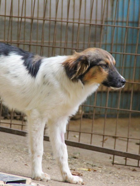 Zuckersüße JULIANA - ein Herz auf vier Pfoten