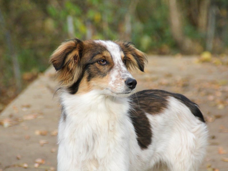 Zuckerschnute EMIL ist ein neugieriger und verspielter Hundebub