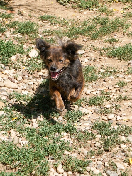 Kuckuck, wer schenkt Traumhündin EMILIJA ein liebevolles Zuhause?