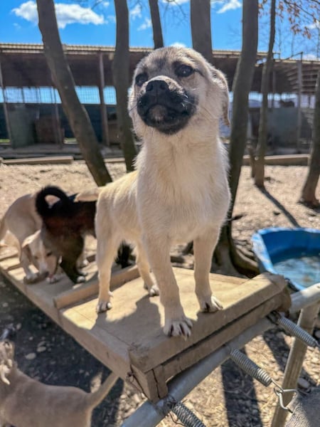 Kuckuck ich bin der kleine SKIPPER
