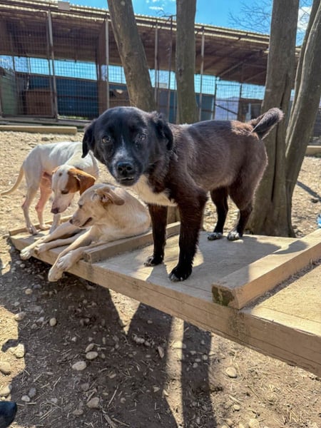 SUSHI - Knopfaugen zum Verlieben !!!