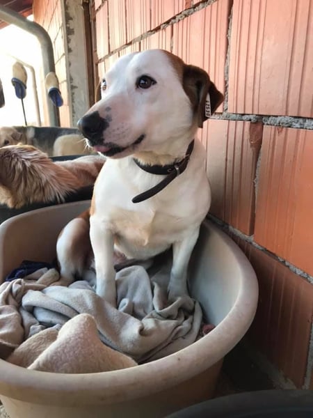 BEPI - Wer löst sein Ticket ins Glück und schenkt ihm ein liebevolles, ruhiges Zuhause