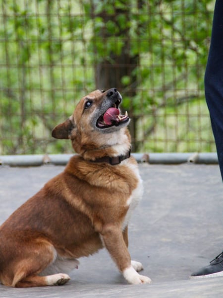 Kuckuck, zauberhafter AMON sucht liebevolle Familie
