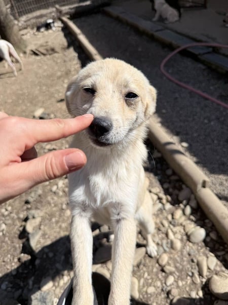 SUZUKI einzigartige Fellnase ;-)