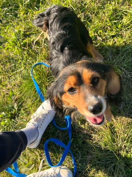 Bezaubernder zuckersüßer BOBISHA sucht sein Für-Immer-Zuhause