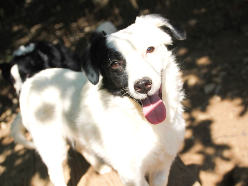 PUPIN, neugierig verspielt - bereit für viele Spiele- und Kuschelrunden