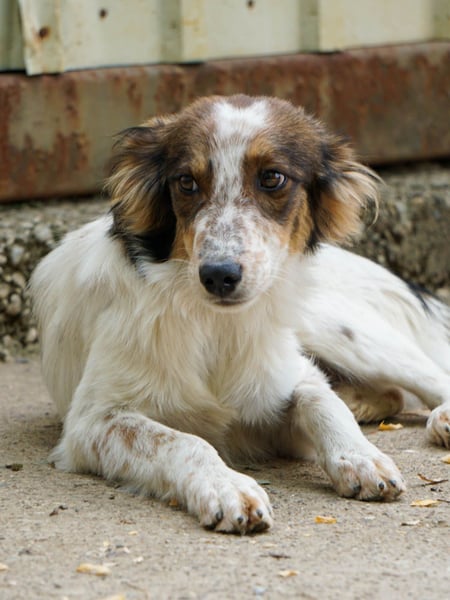 Zuckerschnute EMIL ist ein neugieriger und verspielter Hundebub