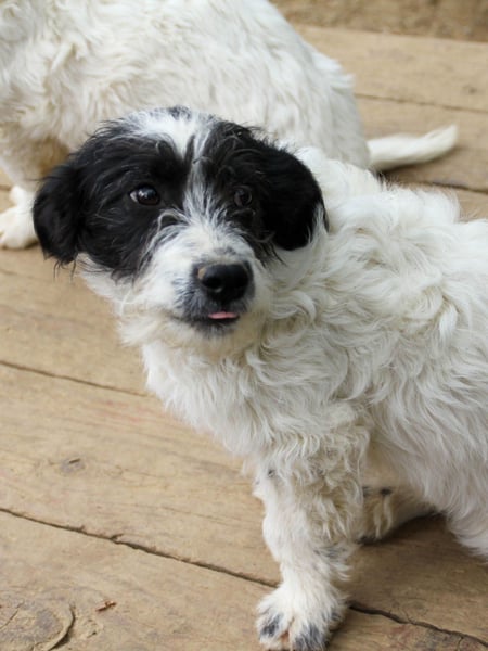 Charmanter KELVIN ist ein absoluter Traumhund