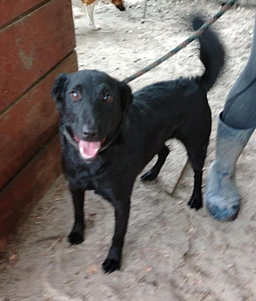 Lin: Zutraulich, verschmust, neu im Tierheim