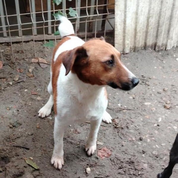 Ben, ein freundlicher Rüde, neu im Tierheim