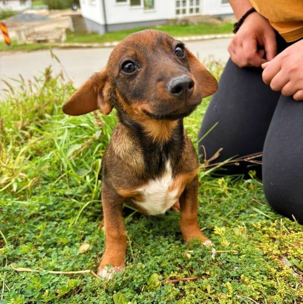 Hanni - neugieriges, verspieltes Mädchen sucht ein Zuhause