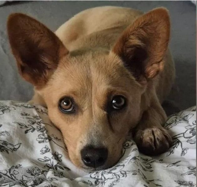 Remi - verspielte, freundliche, verschmuste Terrier-Mix Hündin / in Kirchhundem