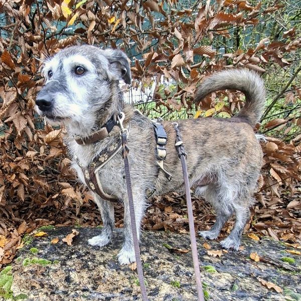 Johnny sucht ein Zuhause als Einzelprinz