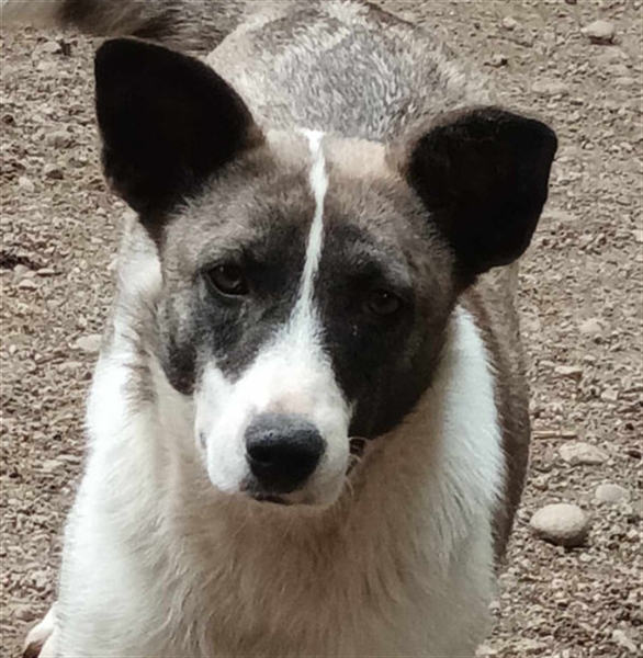 Klein, süß - Shanti